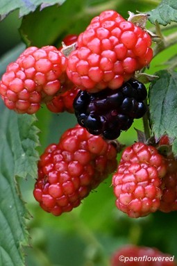 Plant in fruit