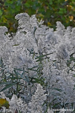 Clums in late October