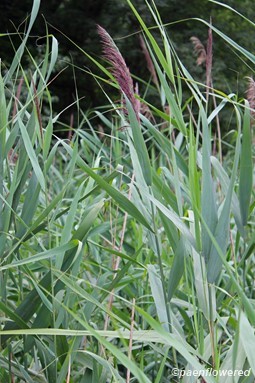 Phragmites