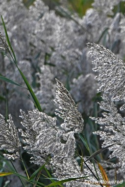 Common Reed Latin Name Reed - Flora of Pennsylvania
