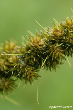 Spikelet