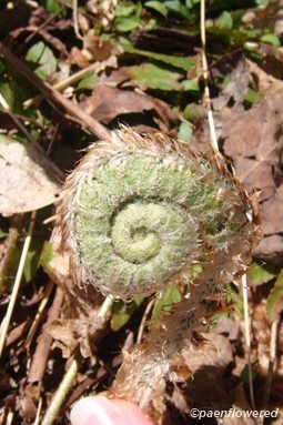 Unfurling fiddlehead
