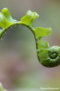 Fiddlehead