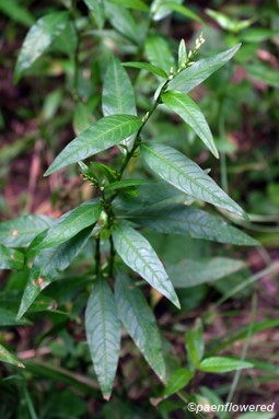 Plant in flower