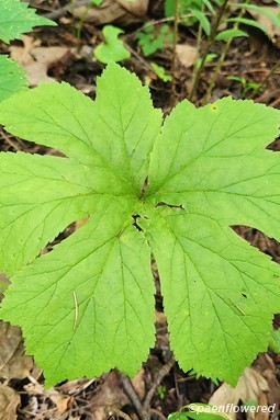 Leaf