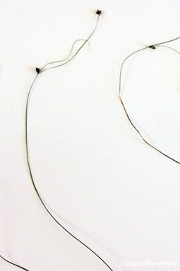 Culms with spikelets