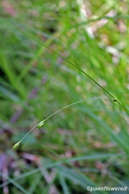 Culm with spikelets