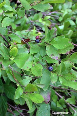 Branches with fruit