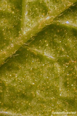  Resin droplets on leaf surface