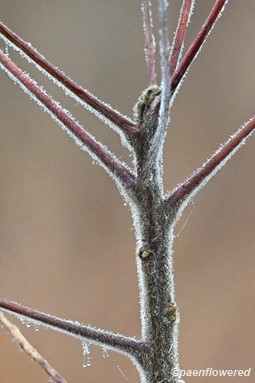 Hairy stems
