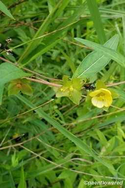 Ludwigia
