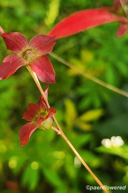 Red-tinged sepals & forming seed capsules