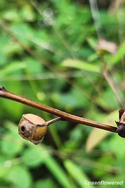 Mature seed capsules