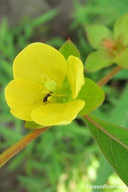 Flowers with bug