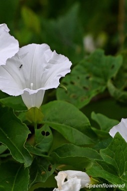 Calystegia