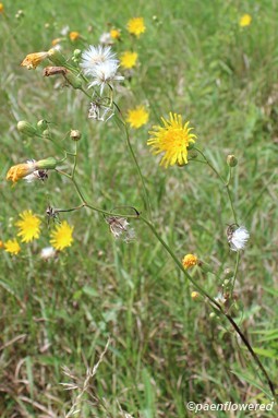 Plants in flower and fruit