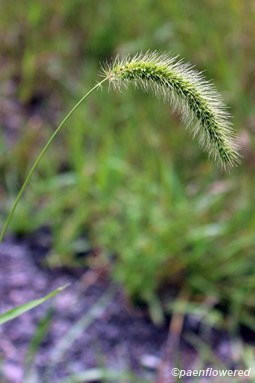 Plant with characteristic curved spike