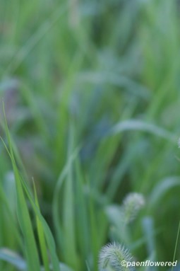 Plant form & habitat