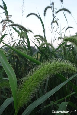 Growing at an old farm