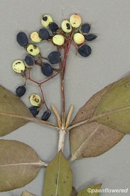 Plant in fruit (pressed specimen)
