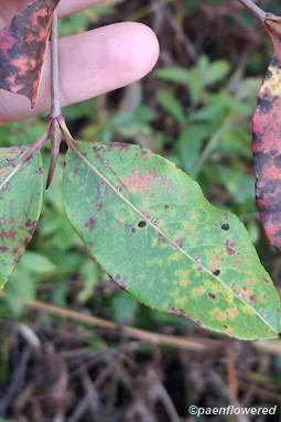 Leaves