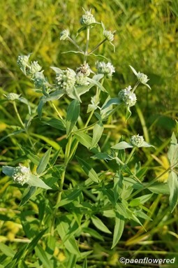 Flowers and leaves