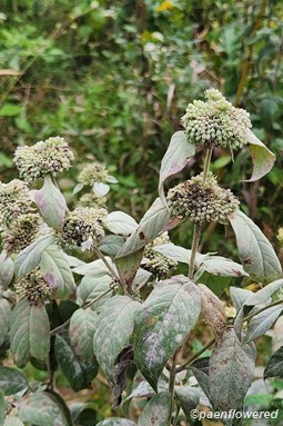 Going to seed