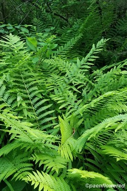 Plant form & habitat