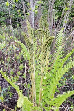 Sori and sterile fronds