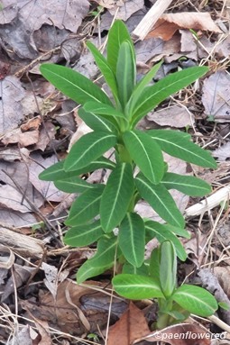 Young plants