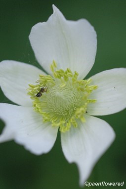 Flower with bug