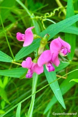 Plant in flower