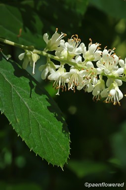 Plant in flower