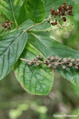 Leaves and fruit