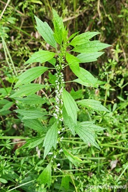 Plant in early flower