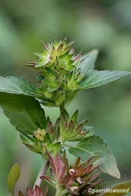 Copperleaf - Flora of Pennsylvania