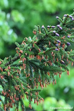Male and female cones