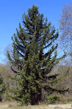 Red spruce