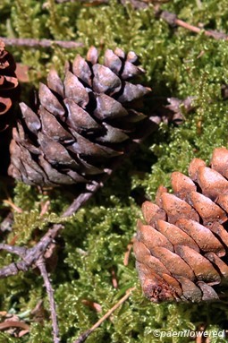 Megastrobili (seed cones)