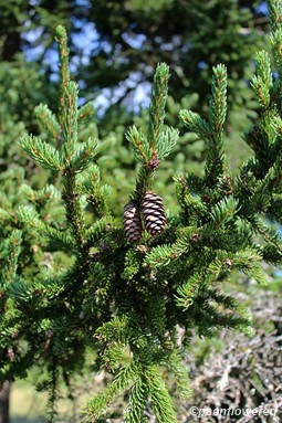 Branches, needles and seed cones