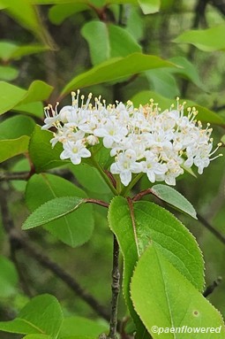 Inflorescence & leaves