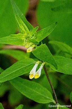 Plant in flower