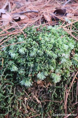 Growing with pincusion moss