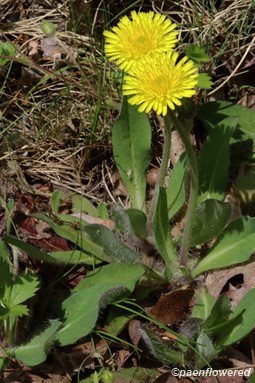 Mouse-ear hawkweed