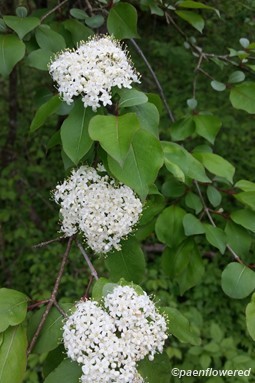Inflorescence and leaves