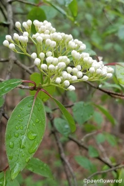 Leaves, branches and flower buds