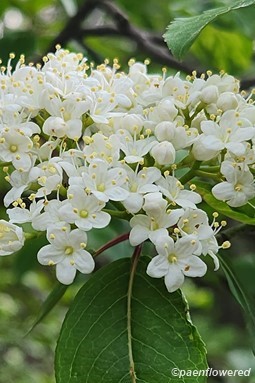 Viburnum