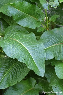 Basal leaves