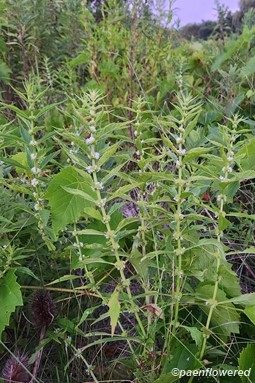 Plants in flower