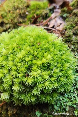 Wet cushion moss